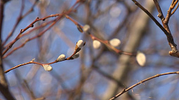 В Барнауле заметили распустившуюся вербу