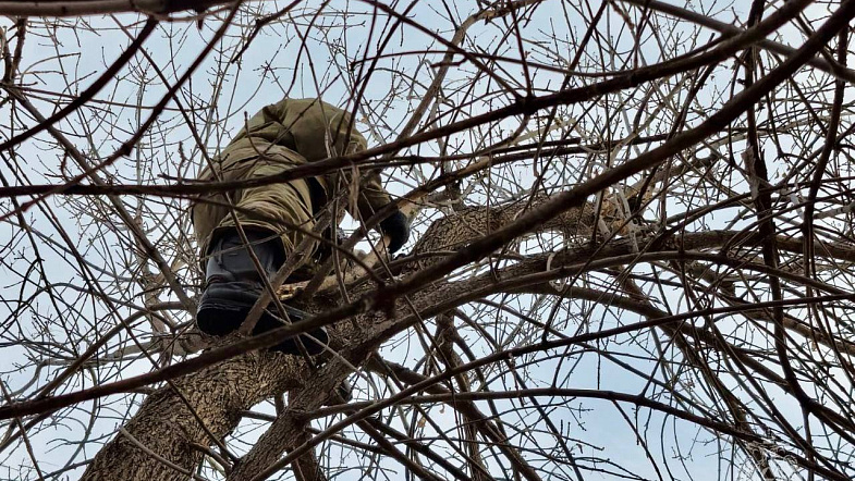 В Белокурихе пожарный спас кота, который четыре дня сидел на дереве