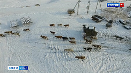 Антимонопольная служба края проверит всю цепочку на молочном рынке региона