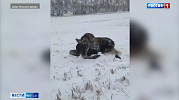 Заблудившегося лося вывезли за пределы города