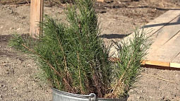 В этом году в Алтайском крае высадят 7 тысяч гектаров леса