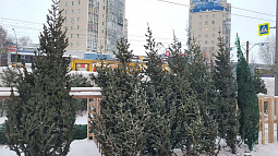 В эти выходные в Барнауле заработают ёлочные базары