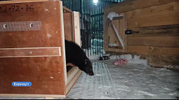 В барнаульском зоопарке появился новый житель - росомаха по кличке Эрик