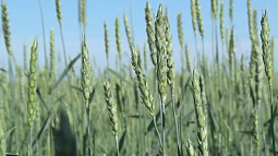 В Белокурихе 1 марта пройдёт 16-я зимняя зерновая конференция