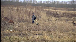 «Парламентское время»:  алтайские депутаты поддержали поправки в федеральный закон об обращении с безнадзорными животными 