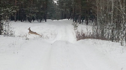 Как диким животным помогают пережить сибирскую зиму?