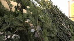 В Барнауле скоро откроются ёлочные базары 