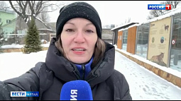 Самку манула Пепе из Барнаула готовят к знакомству с потенциальным женихом