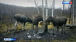 «Диких» жителей Алтая стало ещё больше