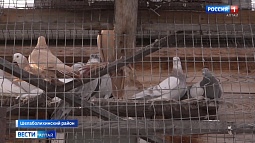 Исчезающая профессия для жителя Шелаболихи стала спасением в период самоизоляции