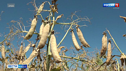 Экспорт алтайского гороха в страны ближнего зарубежья вырос в четыре раза