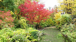 Барнаульцев приглашают в дендрарий полюбоваться яркими красками осени