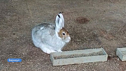 В барнаульском зоопарке появился новый обитатель – дикий зайчонок