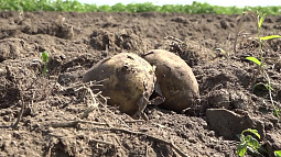 Как правильно копать и хранить картошку?