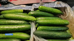 Килограмм огурцов в торговых сетях сравнялся по цене с килограммом мяса