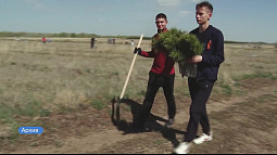 В Алтайском крае почти на треть перевыполнили план по весенним посадкам леса