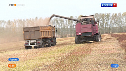 Дефицита гречки в Алтайском крае нет