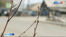 В Первомайском районе в селе Берёзовка «серебряные» волонтёры договорились посадить молодые деревья