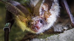 Сотрудники Тигирекского заповедника пересчитали летучих мышей в пещерах и охранной зоне