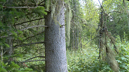 В Ребрихинском районе будут охранять деревья, которые растут уже 300 лет