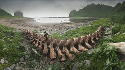 Работа алтайского фотографа вышла в финал конкурса Русского географического общества