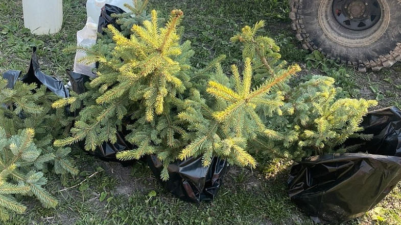 «На одно уничтоженное дерево – посадить два»: как житель Заринска делает город вечнозелёным