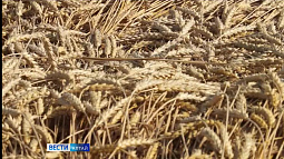 Больше двух миллионов тонн зерна намолотили алтайские аграрии