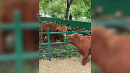 Зоопарк Пензы поделился кадрами встречи местного быка с коровой из барнаульского зоопарка