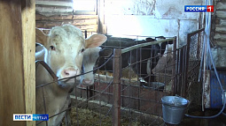 УФАС начала проверку по поводу снижения закупочных цен на молоко