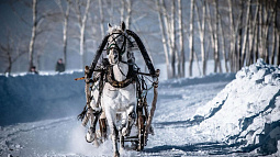 В Налобихе пройдут конные бега беспородных лошадей