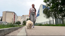 Жители Барнаула могут бесплатно чипировать и стерилизовать своих собак