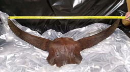 Жителей Поспелихинского района уговаривают не продавать останки древнего животного