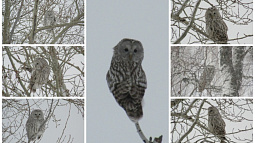 В Кытмановском районе наблюдателям птиц удалось сфотографировать сразу семь сов