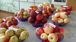 Как сибирякам-садоводам выбрать надёжный посадочный материал?