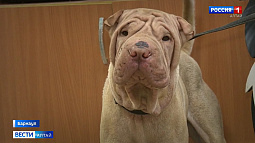 Одна из породистых собак, обнаруженных привязанными к столбу в Барнауле у приюта «Ласка», скончалась