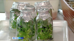 Сотрудники НИИ им. Лисавенко мечтают о современной лаборатории и новом оборудовании