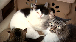 Сегодня в России отмечают День кошек