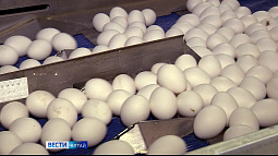 32 яйца в секунду производили в Алтайском крае с января по ноябрь 2024 года