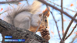 В барнаульском парке «Изумрудный» появились аппараты с кормом для белок