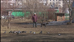 Алтайские депутаты озаботились правилами выгула домашних животных