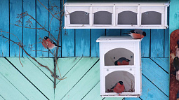 За какие добрые дела берутся сибиряки?    