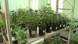 Алтайским садоводам стала доступна рассада голубики 