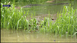 В Алтайском крае начали проверки по жалобам на слив канализационных стоков в Обь