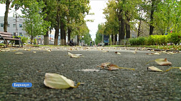 Деревья в Барнауле начали терять листву раньше времени