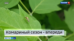 Этим летом комаров в Барнауле будет меньше, чем в прошлом году