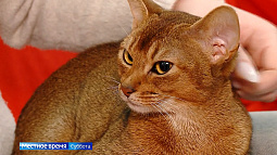 Завтра в России будут отмечать день кошек