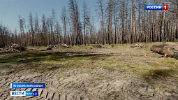 Жители Егорьевского района обеспокоены массовой вырубкой деревьев