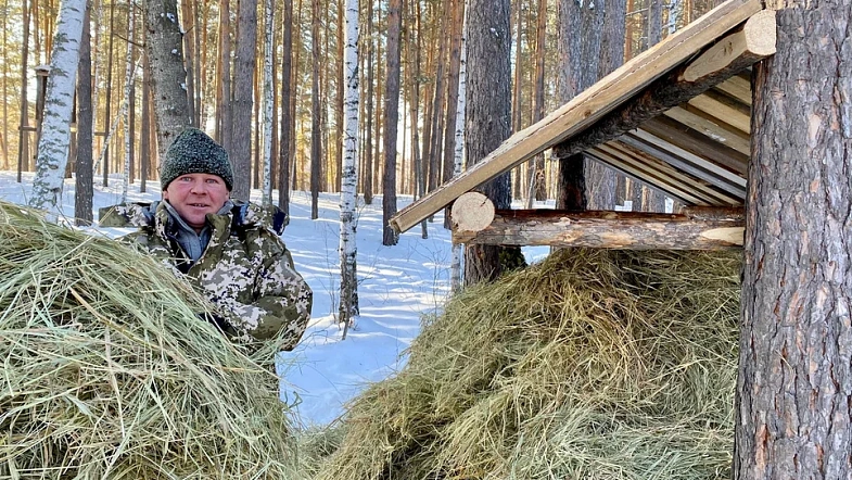В лесах края косули травмируют ноги, тетерева гибнут в ледяном «плену»