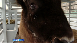 1 января жителей региона ждут в барнаульском зоопарке