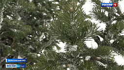 На Алтае приступили к заготовке новогодних деревьев